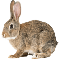 กระต่าย